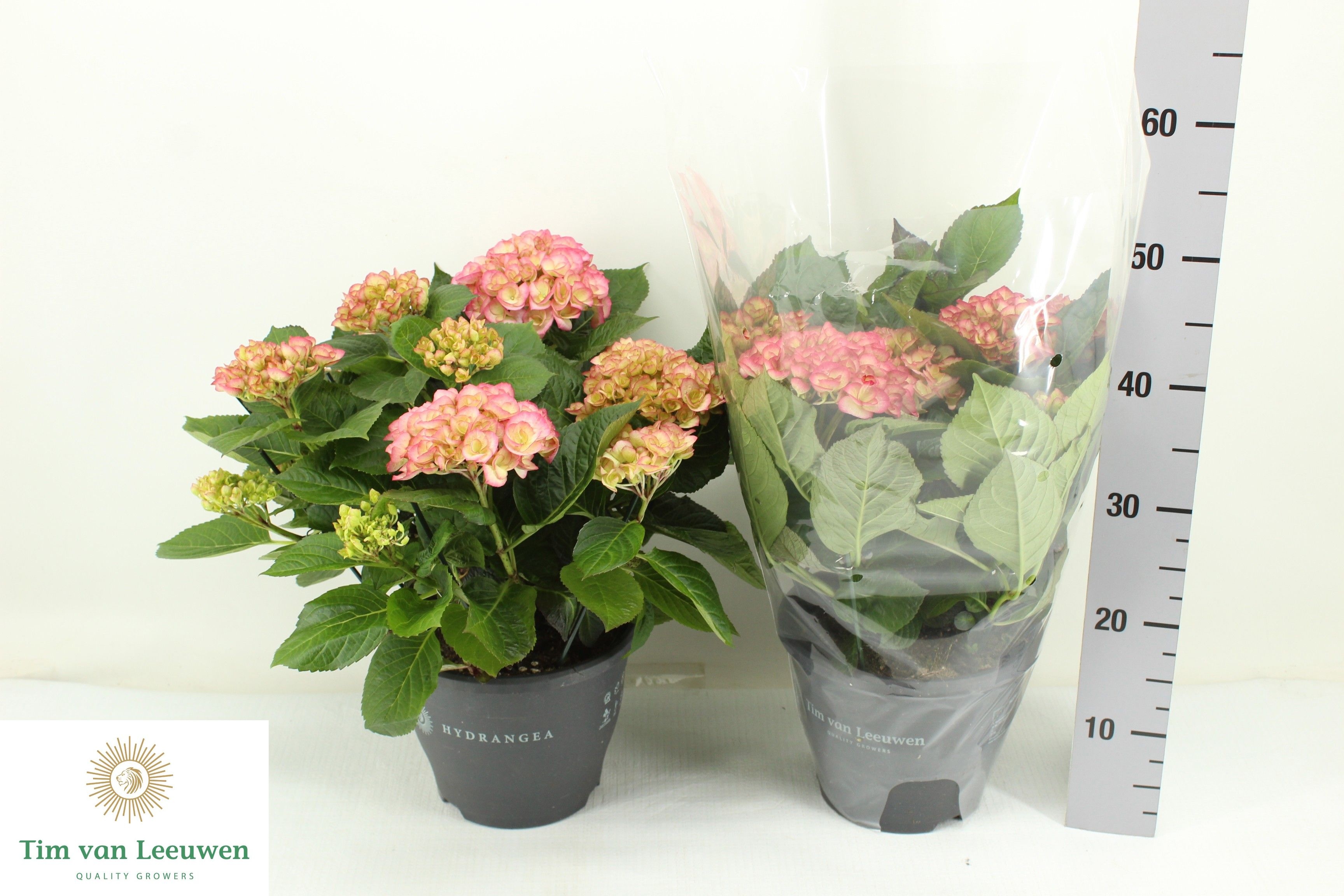 Горшечные цветы и растения оптом Hydr M Chique от 1шт из Голландии с доставкой по России