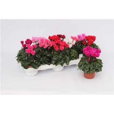 Горшечные цветы и растения оптом Cyclamen Kl Gemengd от 12шт (для телеги) из Голландии с доставкой по России