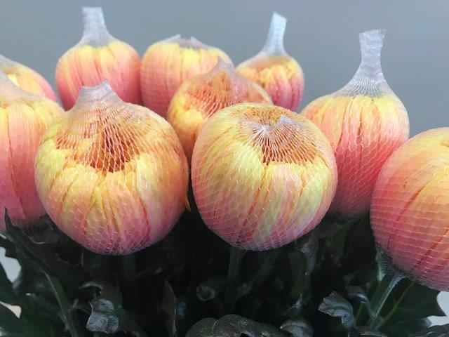 Срезанные цветы оптом Chrys bl paint antonov sunshine от 40шт из Голландии с доставкой по России