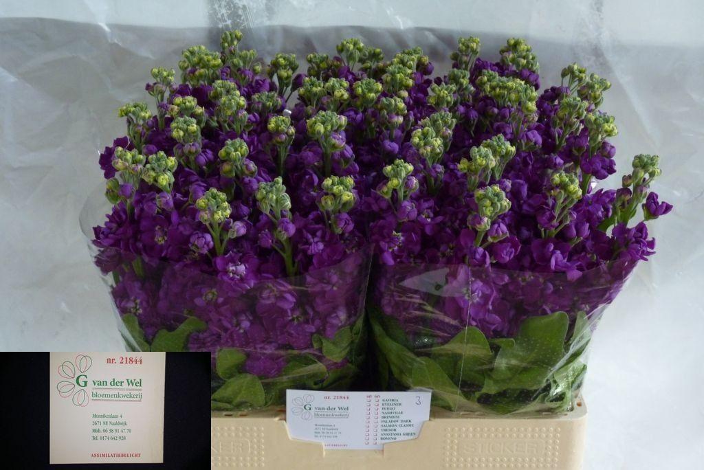 Срезанные цветы оптом Matthiola purple от 60шт из Голландии с доставкой по России