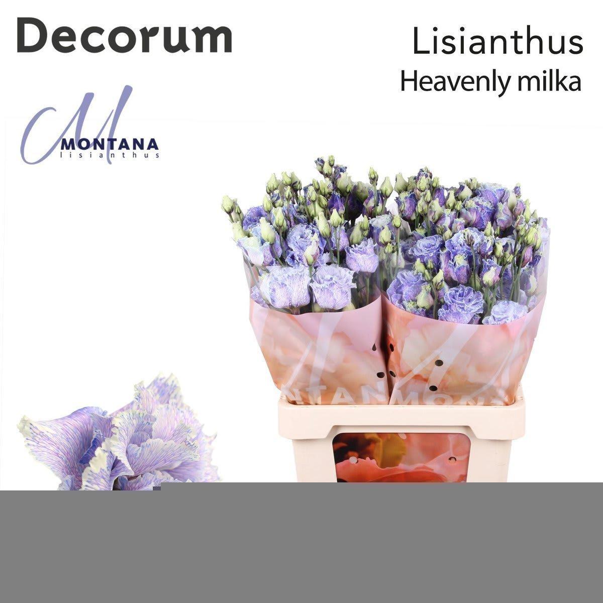 Срезанные цветы оптом Lisianthus do paint heavenly milka от 20шт из Голландии с доставкой по России
