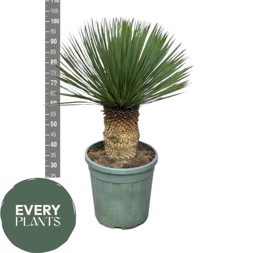 Горшечные цветы и растения оптом Yuc Rostrata от 1шт из Голландии с доставкой по России