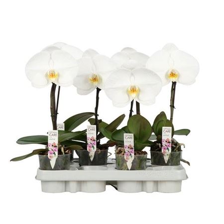 Горшечные цветы и растения оптом Phalaenopsis One Singalo P9 Wit 1 Spike от 8шт (для телеги) из Голландии с доставкой по России
