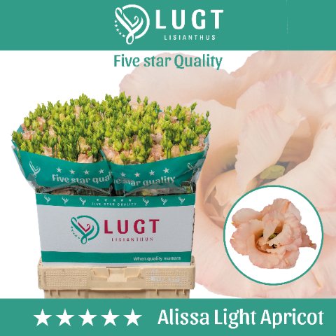 Срезанные цветы оптом Lisianthus do alissa light apricot от 140шт. из Голландии с доставкой по России