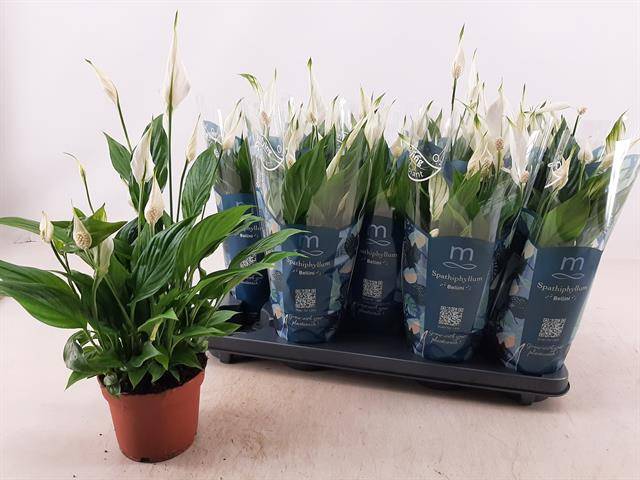 Горшечные цветы и растения оптом Spath Bellini от 9шт из Голландии с доставкой по России