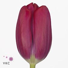 Срезанные цветы оптом Tulipa si puma от 50шт из Голландии с доставкой по России