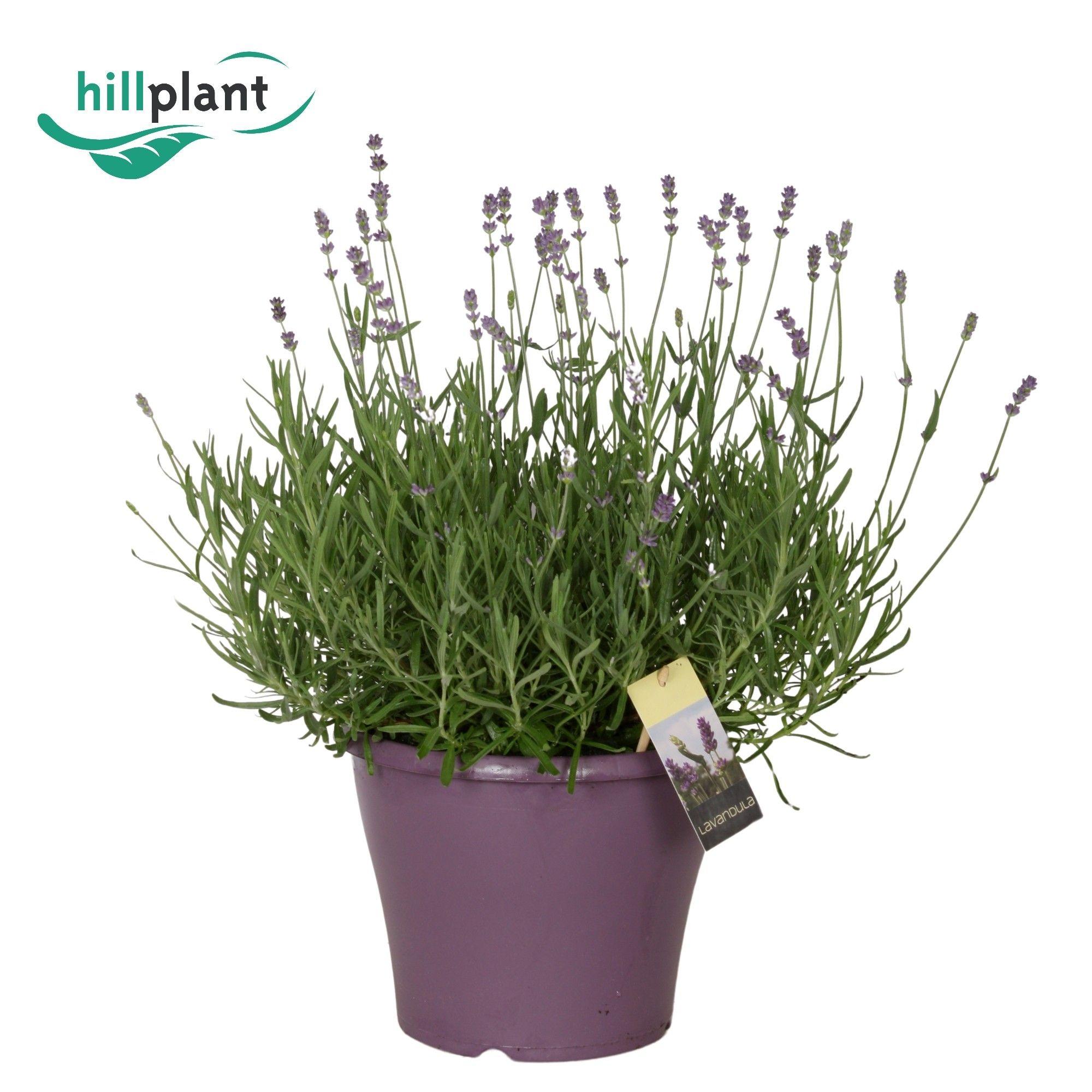 Горшечные цветы и растения оптом Lavandula Essence Purple от 1шт из Голландии с доставкой по России