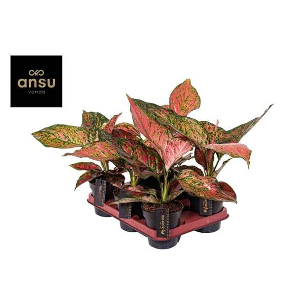 Горшечные цветы и растения оптом Aglaonema Coral Red от 6шт из Голландии с доставкой по России