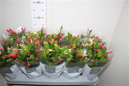 Горшечные цветы и растения оптом Schlumb Flame Du Gt 50+ от 10шт из Голландии с доставкой по России