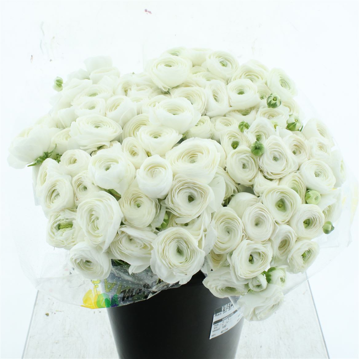 Срезанные цветы оптом Ranunculus succes polar white от 100шт из Голландии с доставкой по России