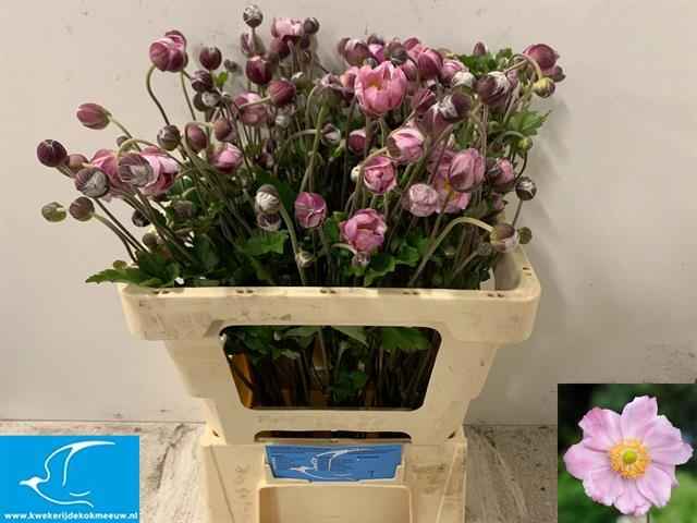 Срезанные цветы оптом Anemone japonica light pink от 80шт из Голландии с доставкой по России