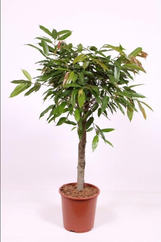Горшечные цветы и растения оптом Ficus Bin Amstel King On Stem от 1шт из Голландии с доставкой по России