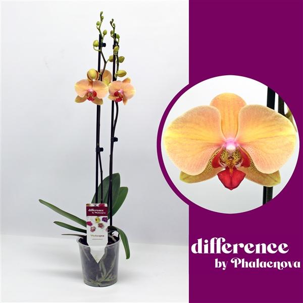 Горшечные цветы и растения оптом Phal 2st Marianne 14+ ( Phalaenova ) от 10шт из Голландии с доставкой по России