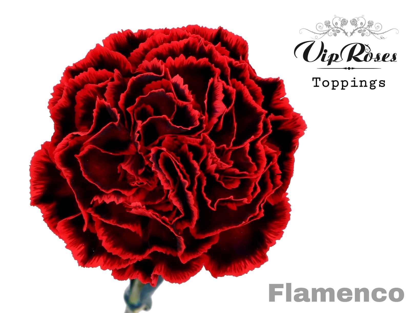 Срезанные цветы оптом Dianthus st paint flamenco от 40шт из Голландии с доставкой по России