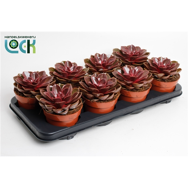 Горшечные цветы и растения оптом Echeveria Magic Red от 6шт из Голландии с доставкой по России