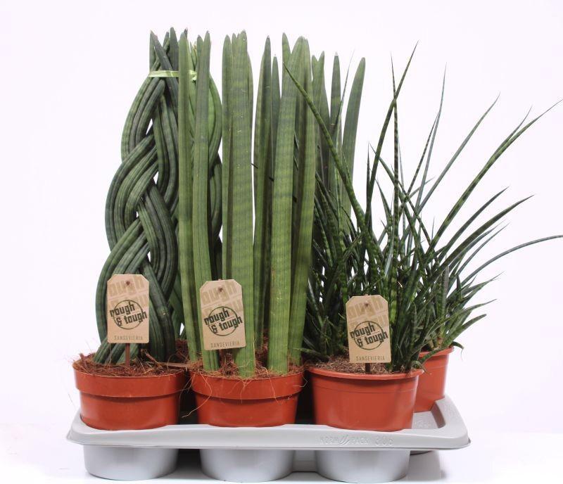 Горшечные цветы и растения оптом Sansevieria Luxe Mix от 6шт из Голландии с доставкой по России