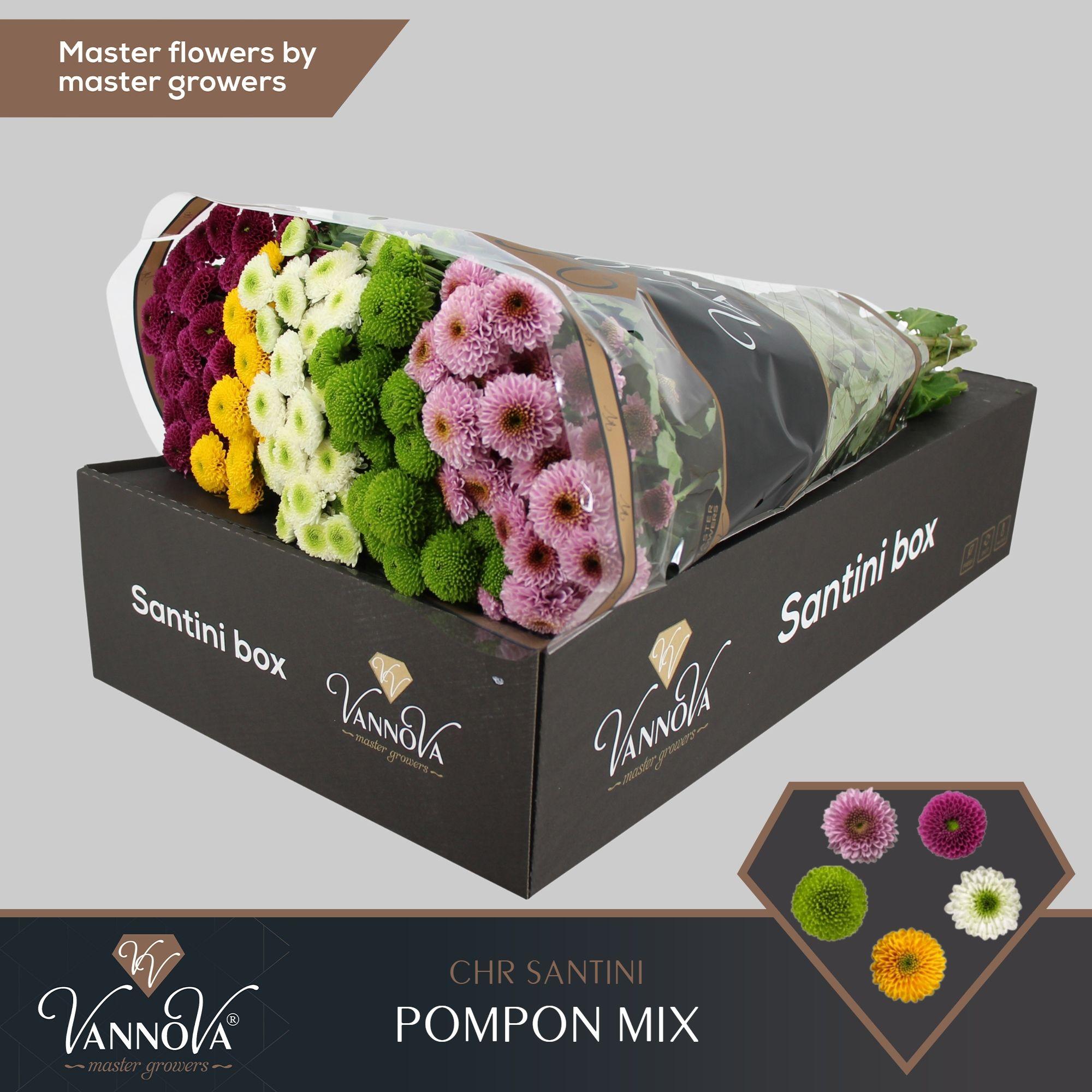 Срезанные цветы оптом Chrys sa mix pompon от 25шт из Голландии с доставкой по России