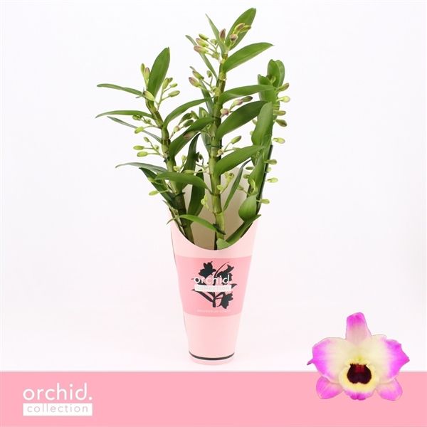 Горшечные цветы и растения оптом Den Nob 3st Sunny Eyes Orchid Collection от 6шт из Голландии с доставкой по России