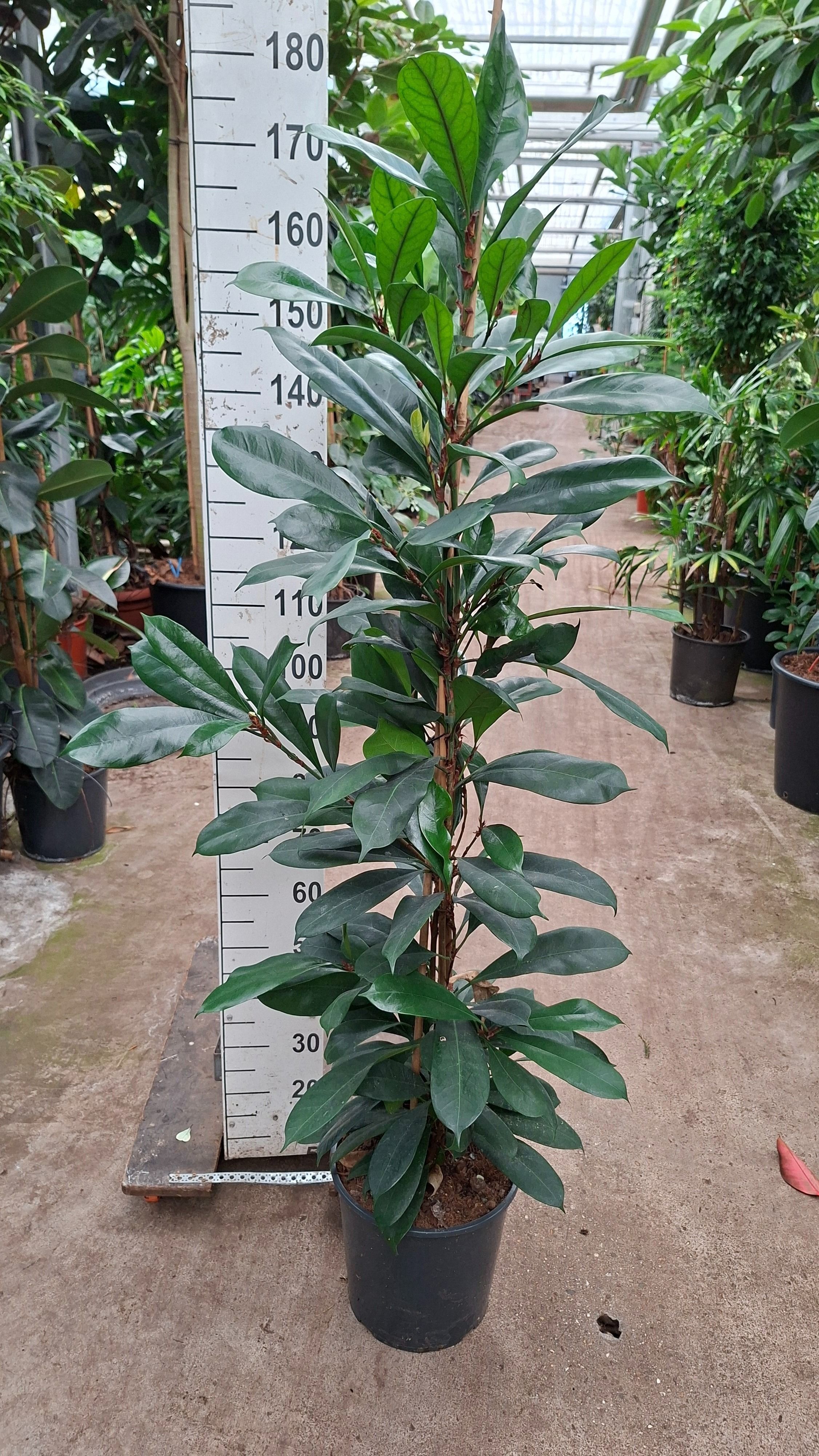 Горшечные цветы и растения оптом Ficus Cyathistipula 3pp от 1шт из Голландии с доставкой по России