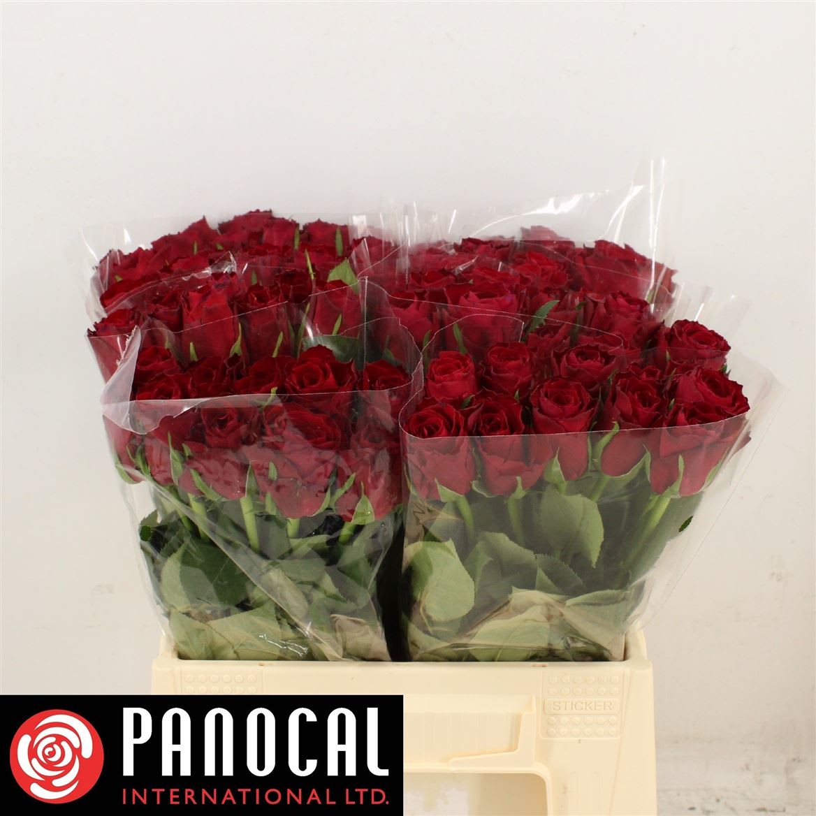 Срезанные цветы оптом Rosa large madam red от 60шт из Голландии с доставкой по России