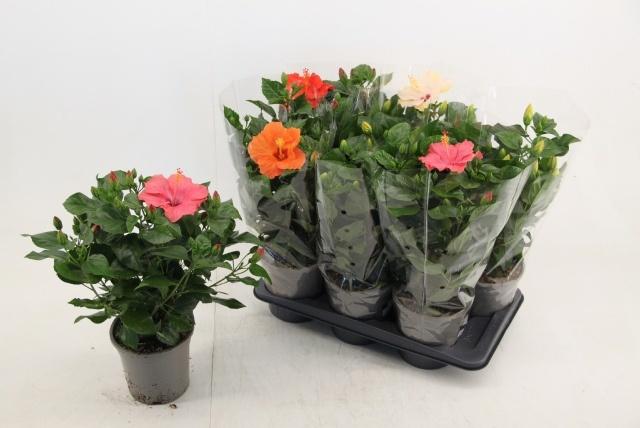Горшечные цветы и растения оптом Hibis Gem от 6шт из Голландии с доставкой по России