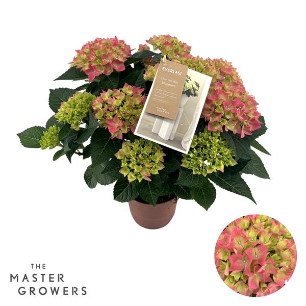Горшечные цветы и растения оптом Hydrangea Ma Hi Ocean Pink 7+ от 6шт из Голландии с доставкой по России