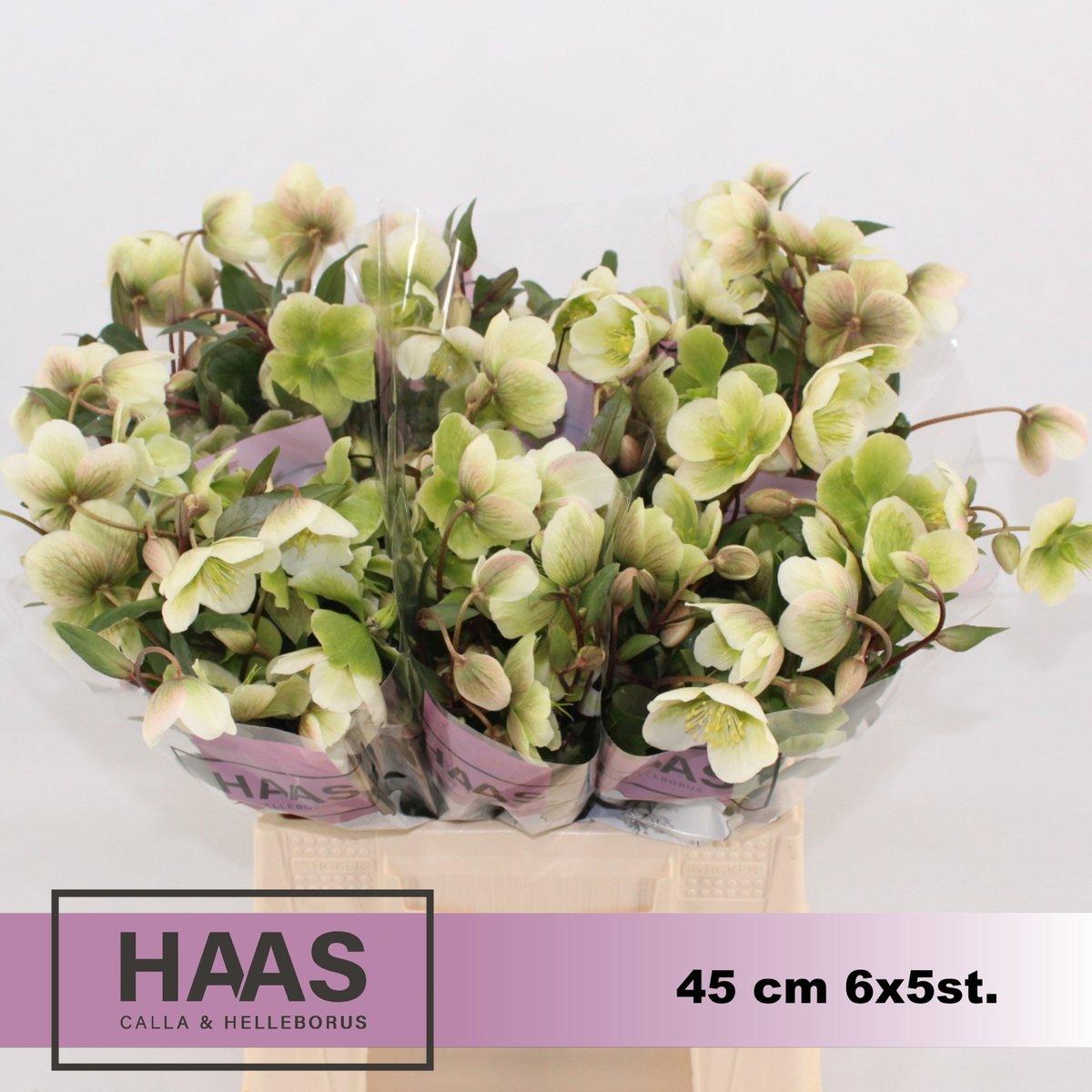 Срезанные цветы оптом Helleborus magnificent bells от 30шт из Голландии с доставкой по России