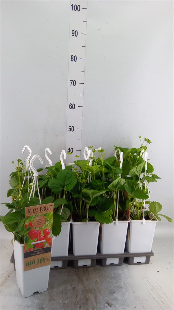 Горшечные цветы и растения оптом Fragaria   ... от 10шт из Голландии с доставкой по России
