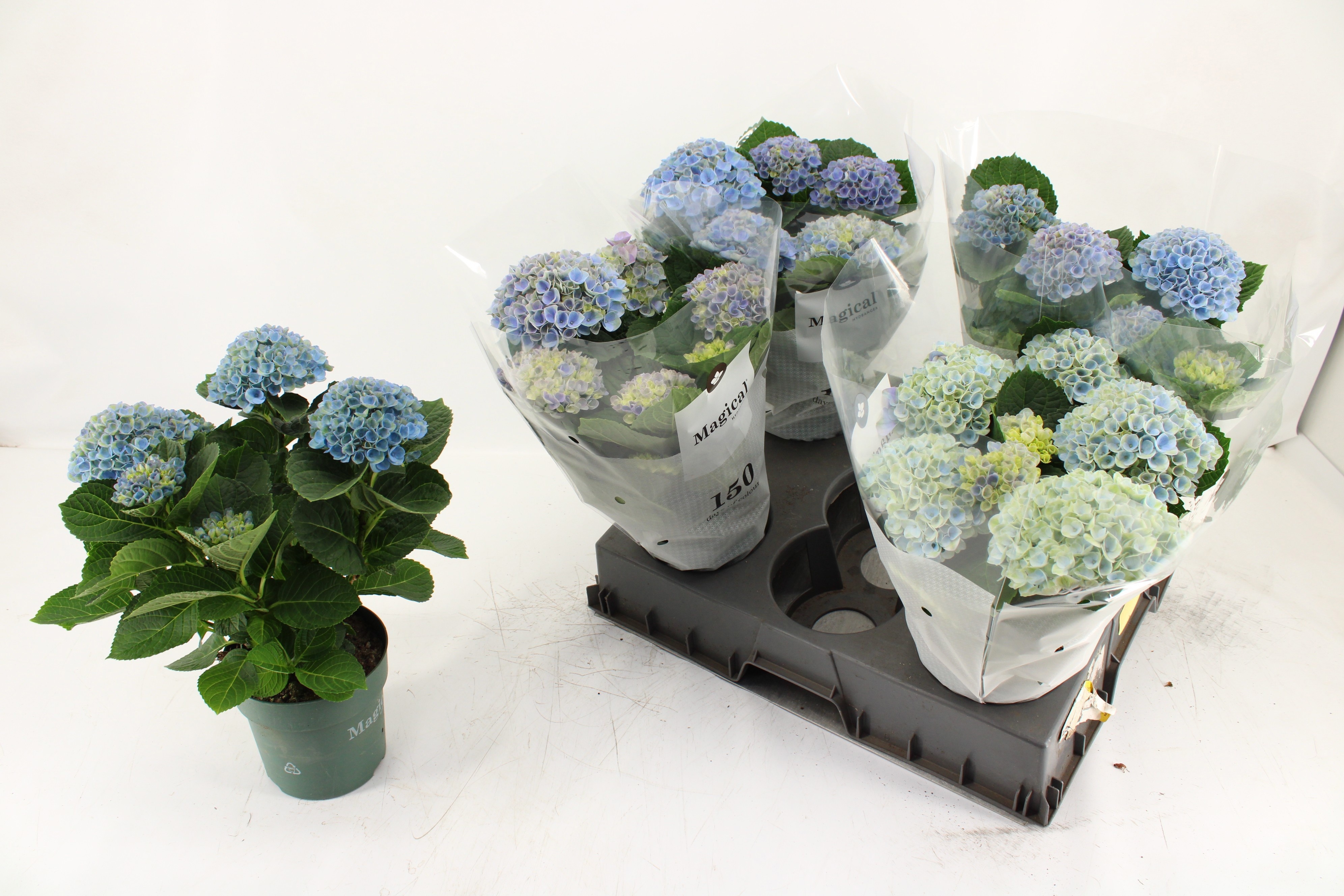 Горшечные цветы и растения оптом Hydr M Mag Revolutio от 5шт из Голландии с доставкой по России