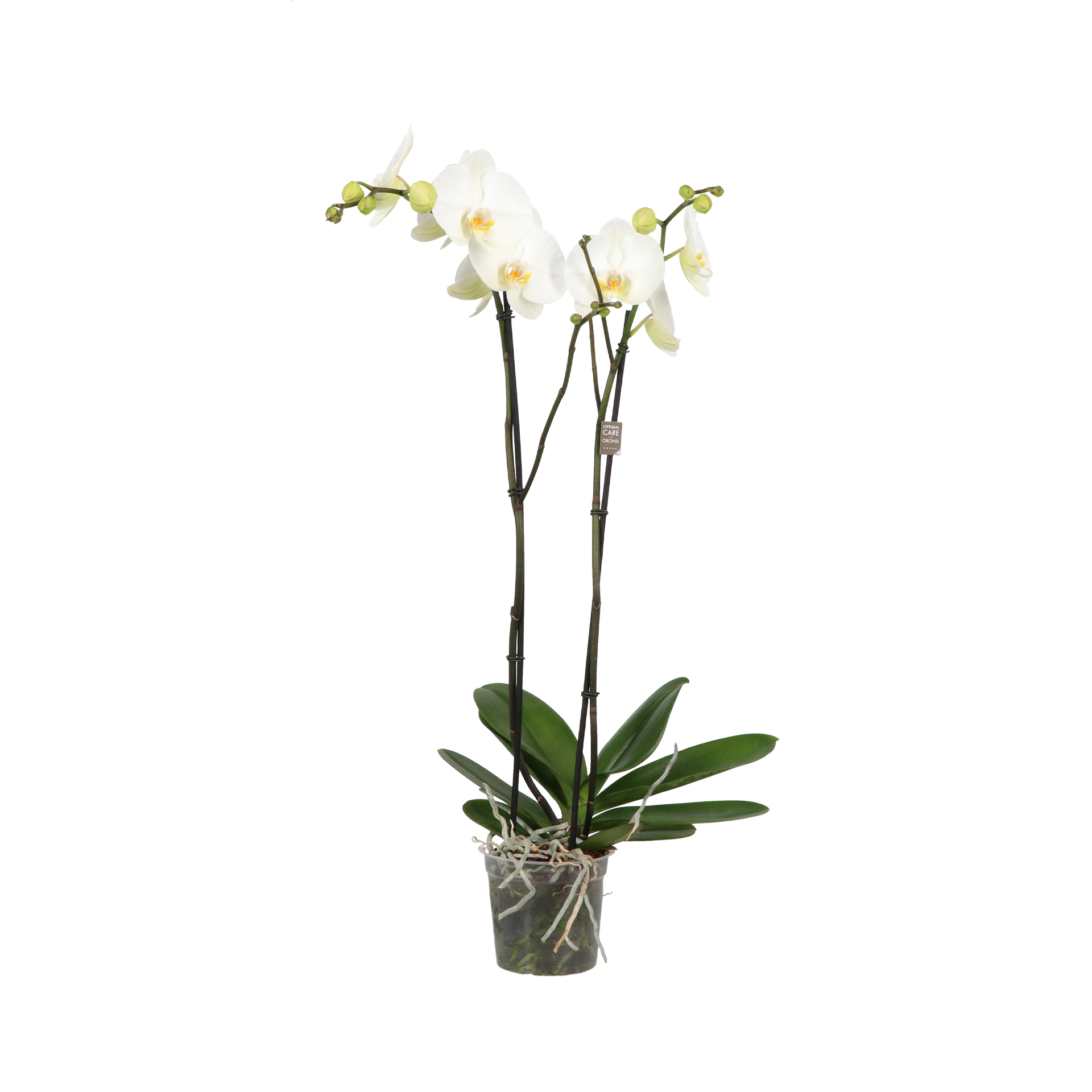 Горшечные цветы и растения оптом Phal 2st King White 14+ (opti) от 6шт из Голландии с доставкой по России
