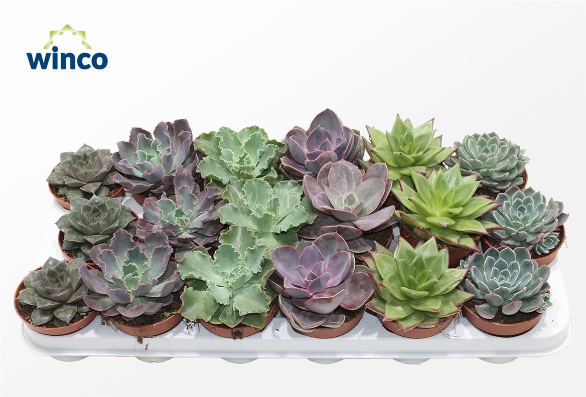 Горшечные цветы и растения оптом Echeveria Autumn Mix от 18шт (для телеги) из Голландии с доставкой по России