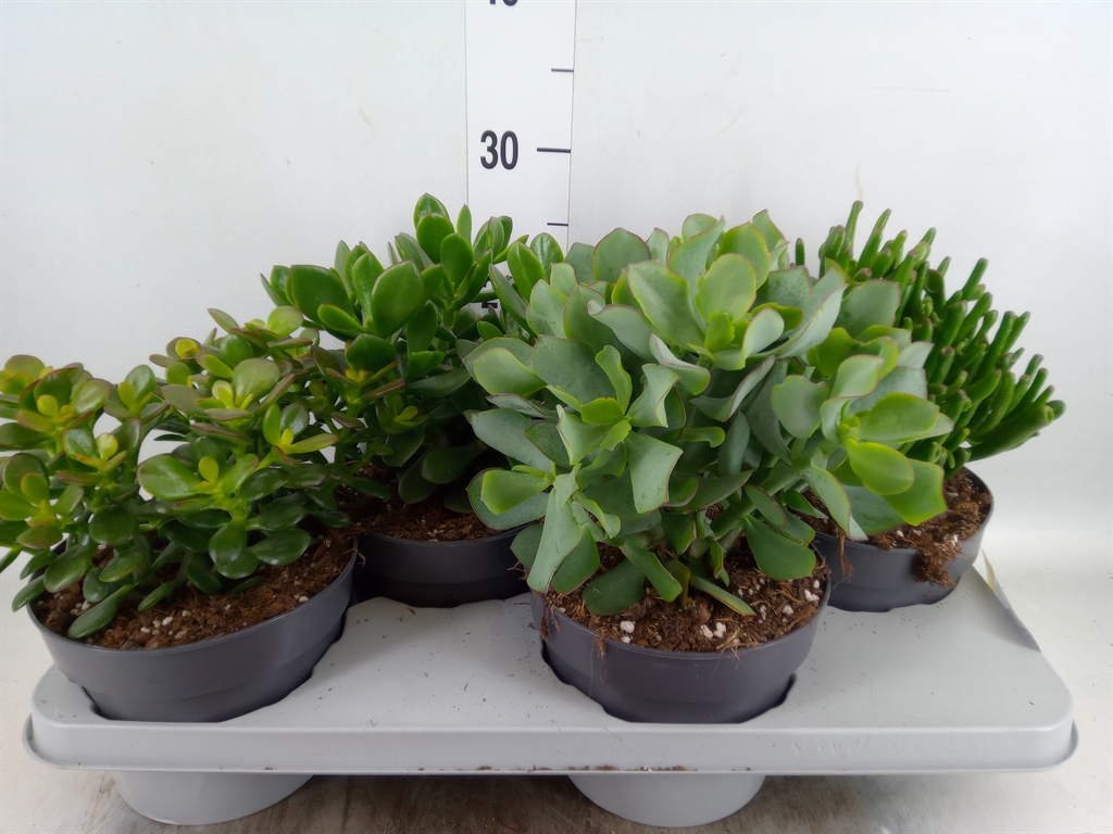 Горшечные цветы и растения оптом Crassula   ...mix от 4шт из Голландии с доставкой по России