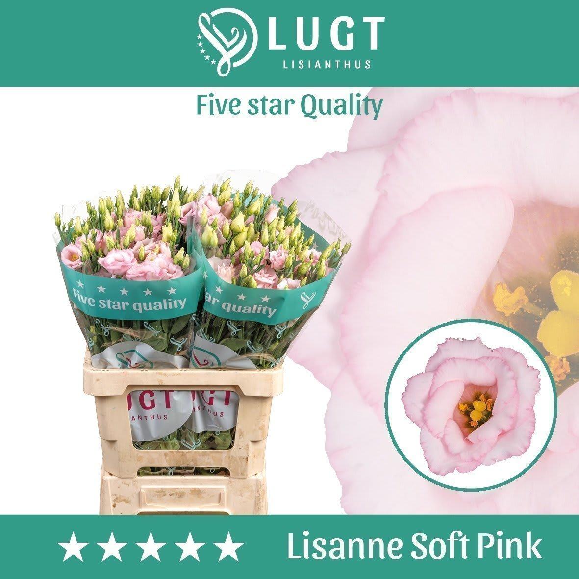 Срезанные цветы оптом Lisianthus do lisanne soft pink от 20шт из Голландии с доставкой по России