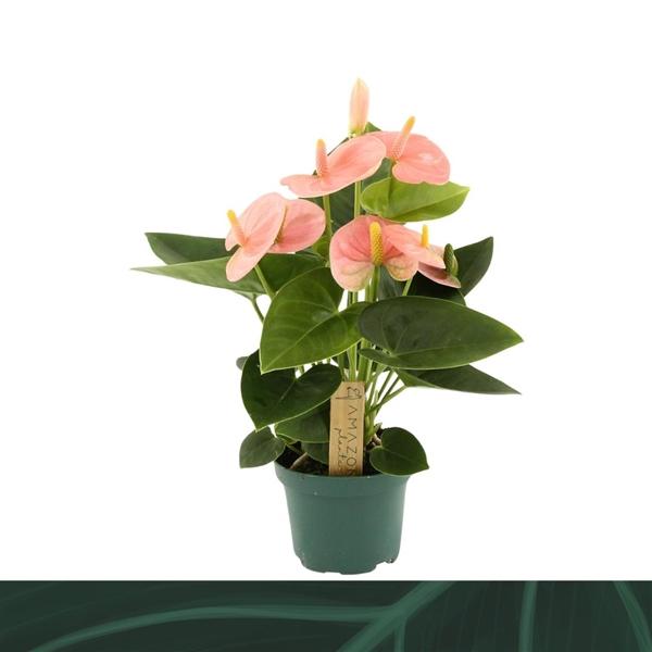 Горшечные цветы и растения оптом Anth An Spirit 3+ (amazone) от 12шт (для телеги) из Голландии с доставкой по России Горшечные цветы и растения оптом Anth An Spirit 3+ (amazone) от 12шт (для телеги) из Голландии с доставкой по России