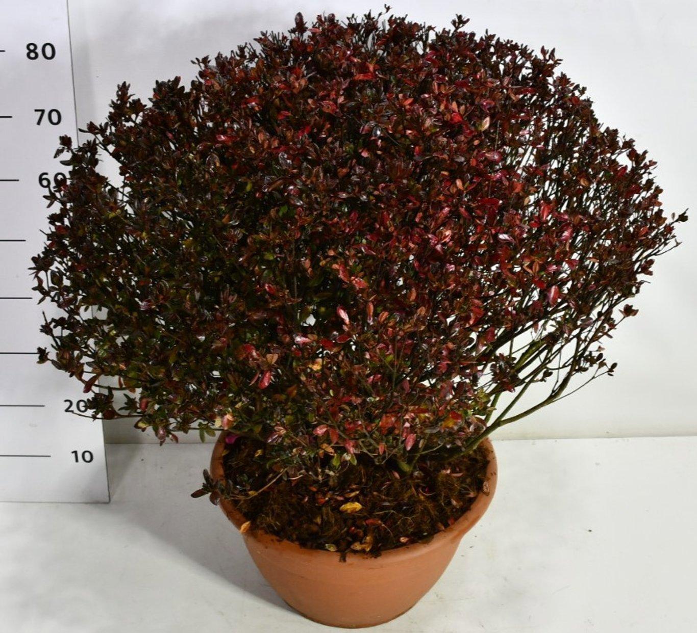 Горшечные цветы и растения оптом Rhododendron (aj) Stewartstonian от 1шт из Голландии с доставкой по России