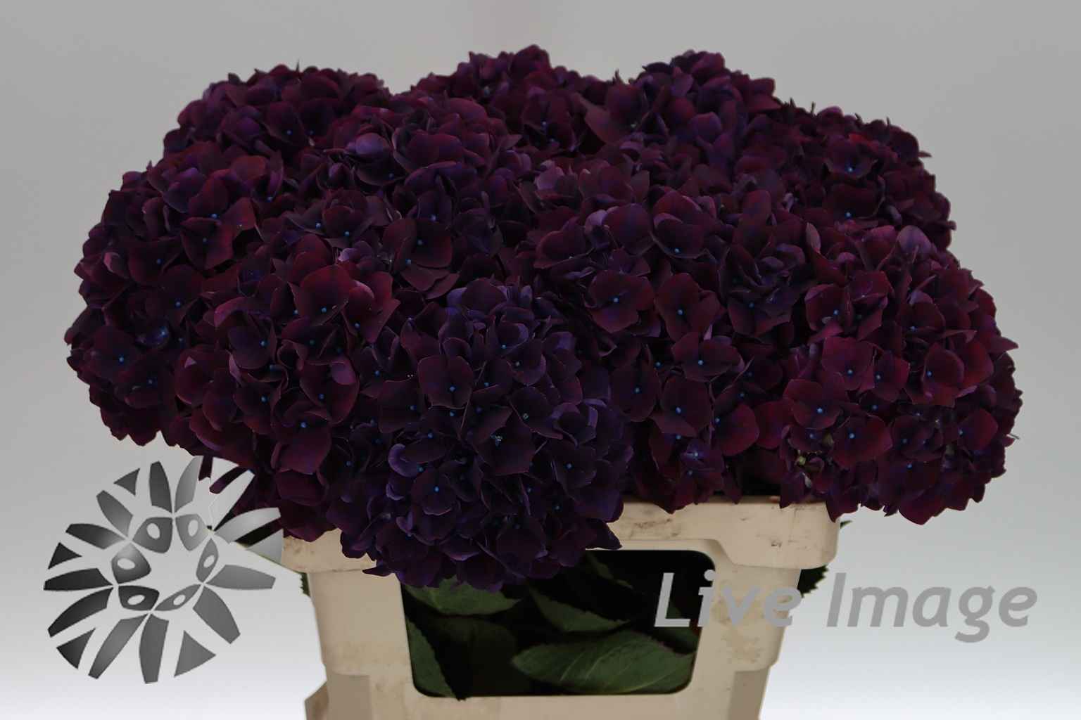 Срезанные цветы оптом Hydrangea mag ruby red purple от 10шт из Голландии с доставкой по России