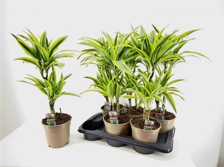Горшечные цветы и растения оптом Dra De Lemon Lime 30-10 от 6шт из Голландии с доставкой по России