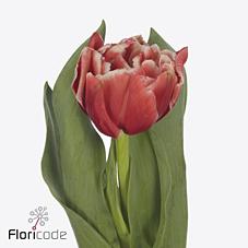Срезанные цветы оптом Tulipa do coventry от 40шт из Голландии с доставкой по России