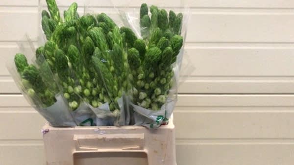 Срезанные цветы оптом Ornithogalum milky way от 50шт из Голландии с доставкой по России