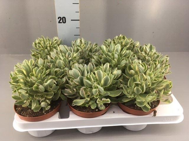 Горшечные цветы и растения оптом Crassula ... от 9шт из Голландии с доставкой по России