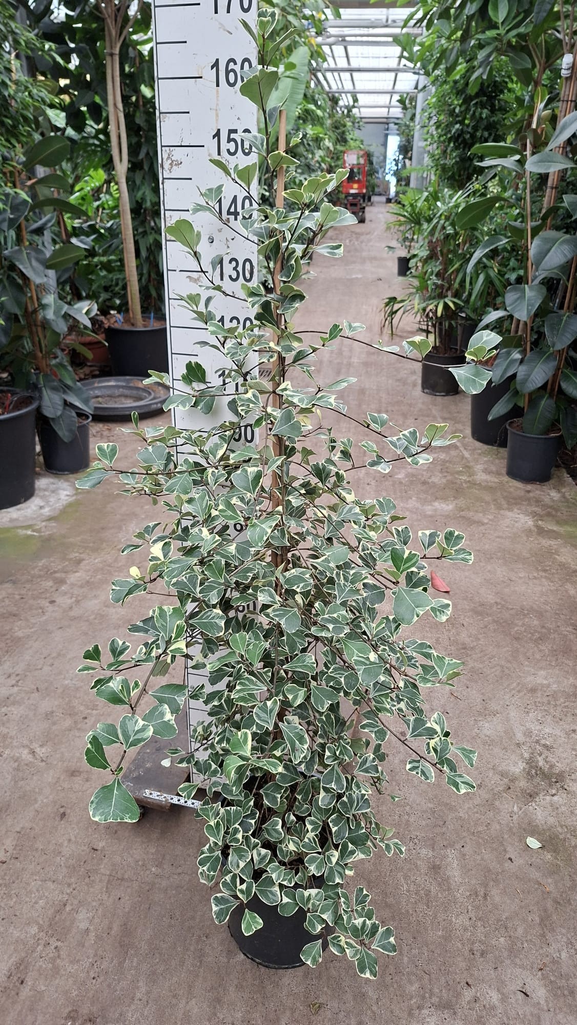 Горшечные цветы и растения оптом Ficus Natalensis Sweetheart от 1шт из Голландии с доставкой по России