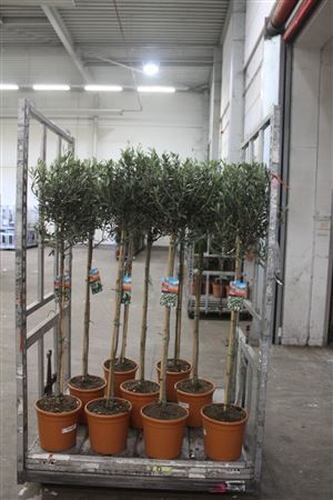 Горшечные цветы и растения оптом Olea Europaea ** Op Stam 160cm ** от 1шт из Голландии с доставкой по России