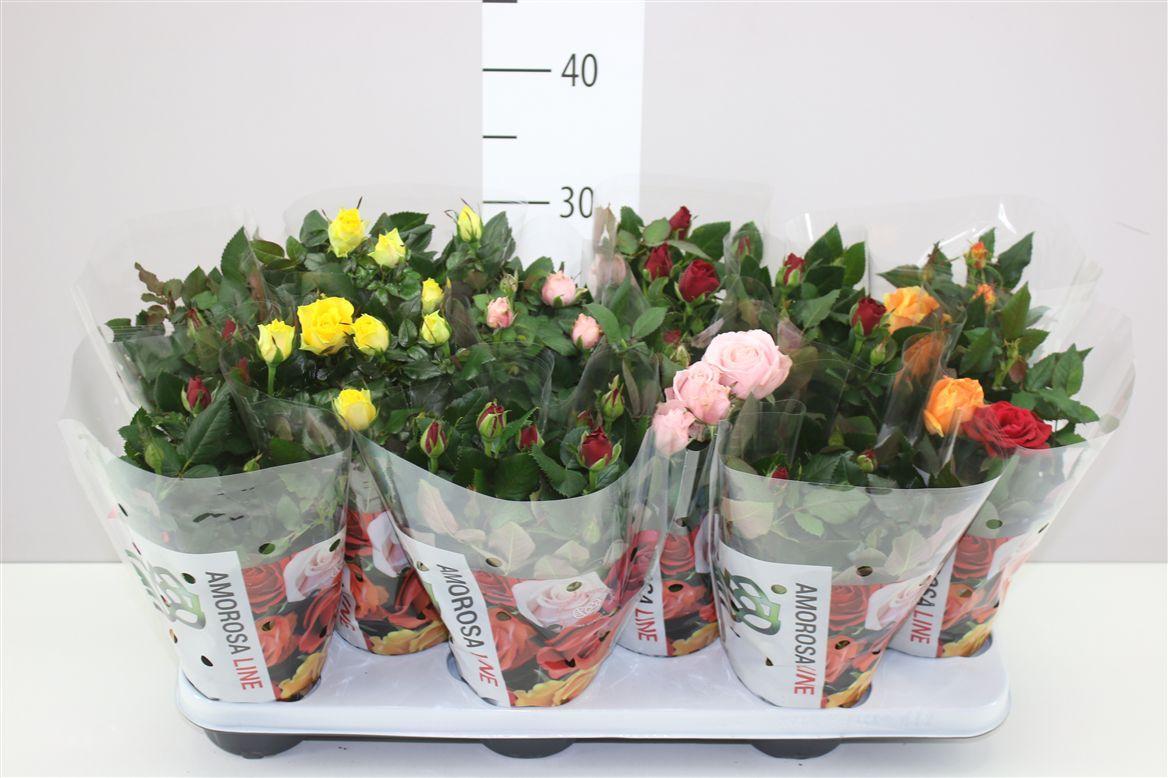 Горшечные цветы и растения оптом Rosa Amorosa Gemengd от 12шт из Голландии с доставкой по России