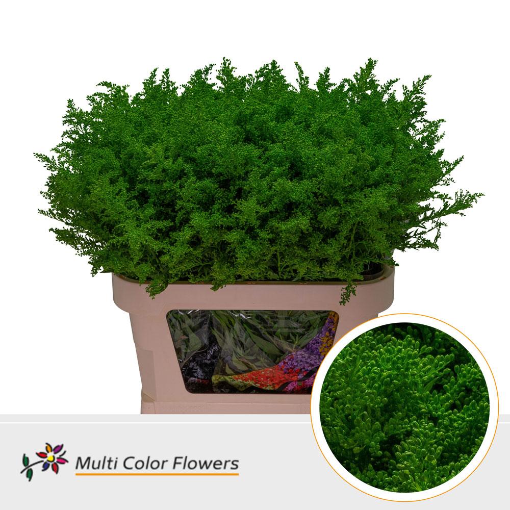 Срезанные цветы оптом Solidago paint green от 100шт из Голландии с доставкой по России