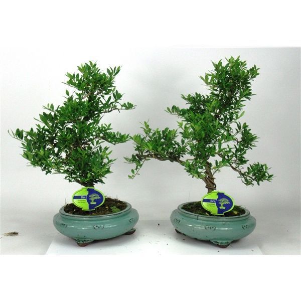 Горшечные цветы и растения оптом Bonsai Ilex Crenata от 2шт из Голландии с доставкой по России