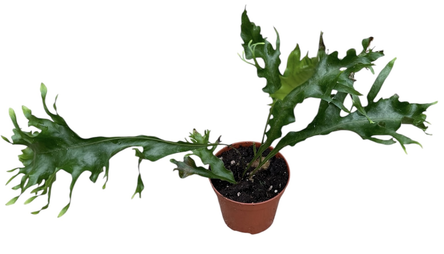 Горшечные цветы и растения оптом Drynaria Quercifolia Poonsak от 1шт (для телеги) из Голландии с доставкой по России
