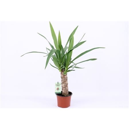 Горшечные цветы и растения оптом Yucca 25cm Stem 2+ от 6шт из Голландии с доставкой по России