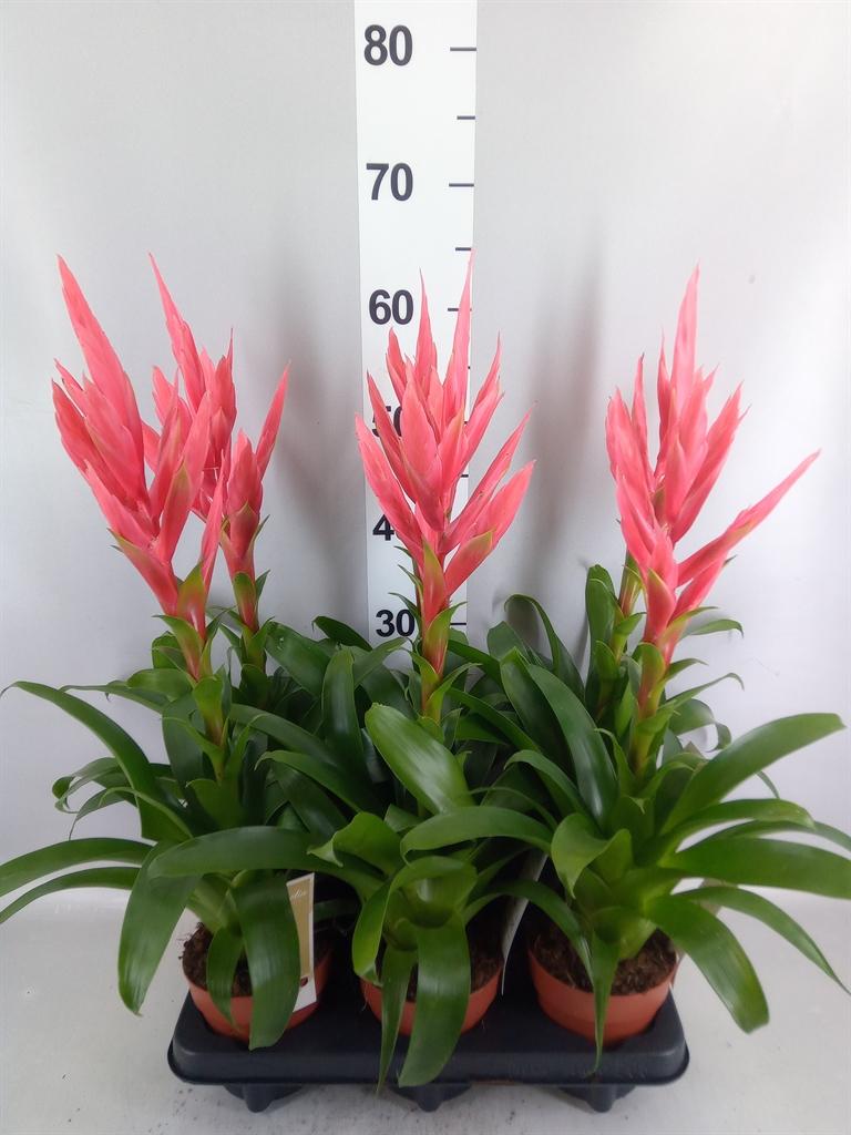 Горшечные цветы и растения оптом Tillandsia ziva от 6шт из Голландии с доставкой по России