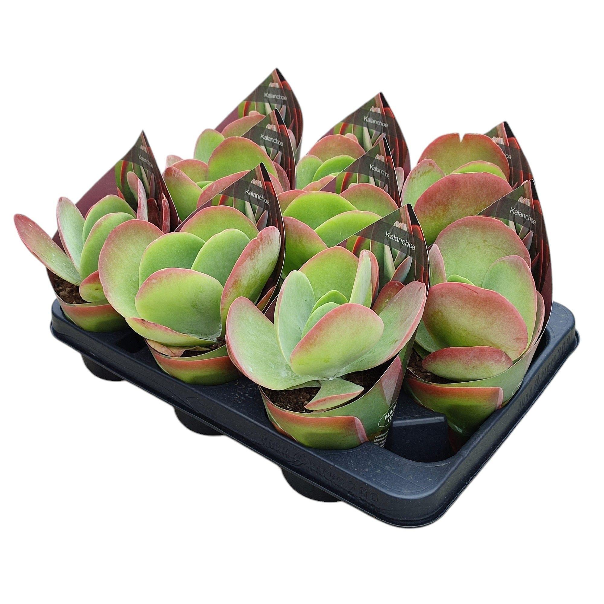 Горшечные цветы и растения оптом Kalanchoe Thyrsiflora Potcover от 9шт из Голландии с доставкой по России