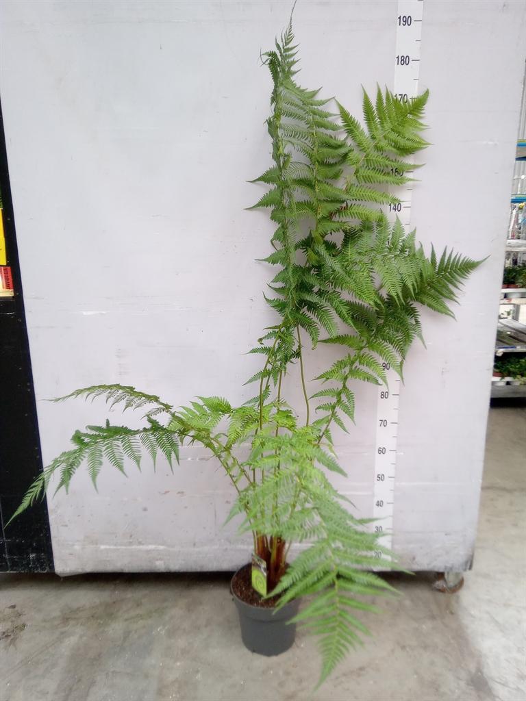 Горшечные цветы и растения оптом Dicksonia Antarctica от 1шт из Голландии с доставкой по России